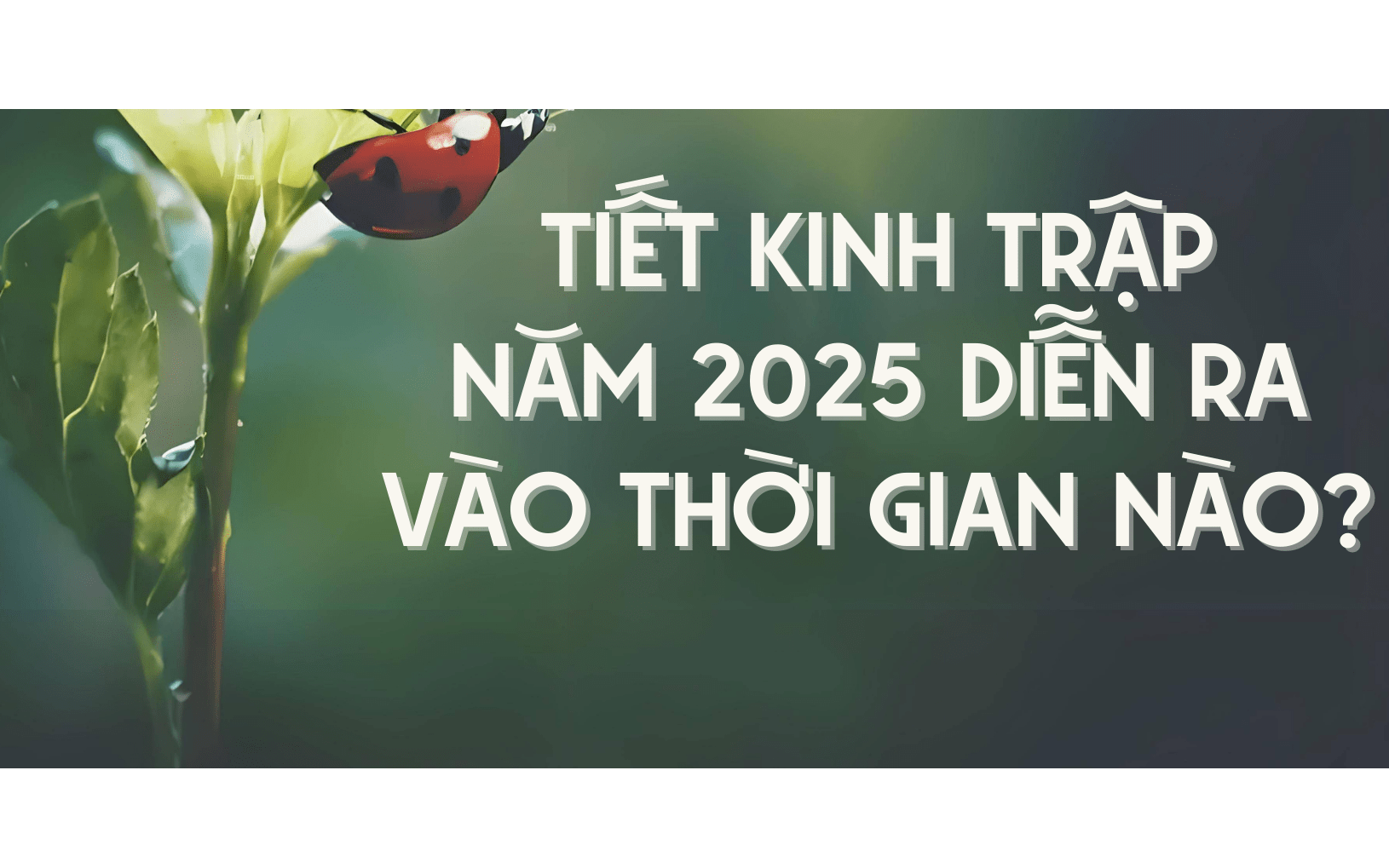 Đang vào tiết Kinh Trập mà từ xưa ông bà ta có tục &quot;tế thần Bạch Hổ&quot; và &quot;đánh kẻ tiểu nhân&quot;: điều nên làm trong tiết Kinh Trập để may mắn, lộc tài