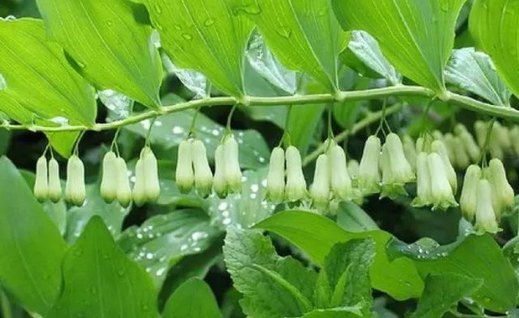 Rau cho lợn ăn chứa “vàng” trong rễ, người Việt cứ đào bán là đếm tiền mỏi tay - Ảnh 1.