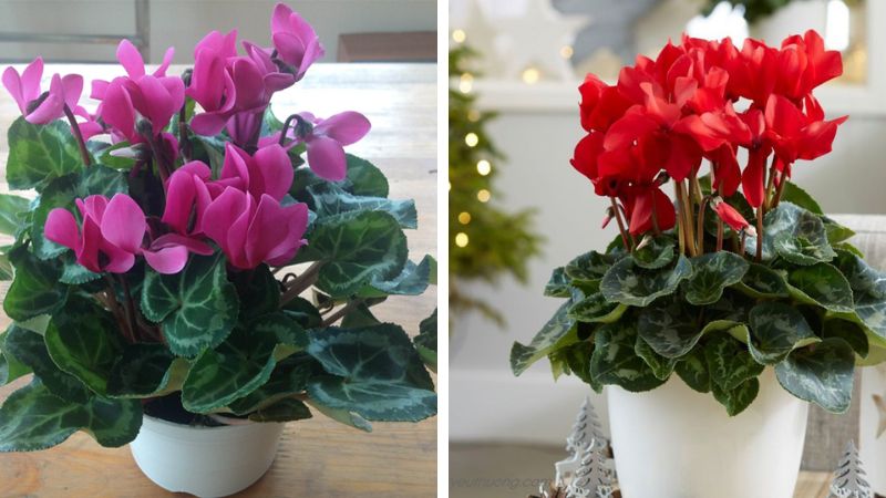 Cây phong thủy hợp tuổi Tỵ hút tài lộc, xua đuổi vận xui- Ảnh 6.