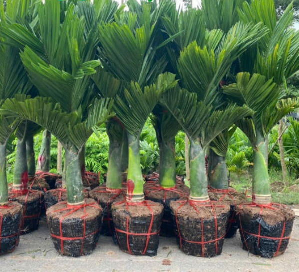 Công dụng của cây cau cảnh lùn - biểu tượng của sự may mắn và thịnh vượng trong phong thủy- Ảnh 5.