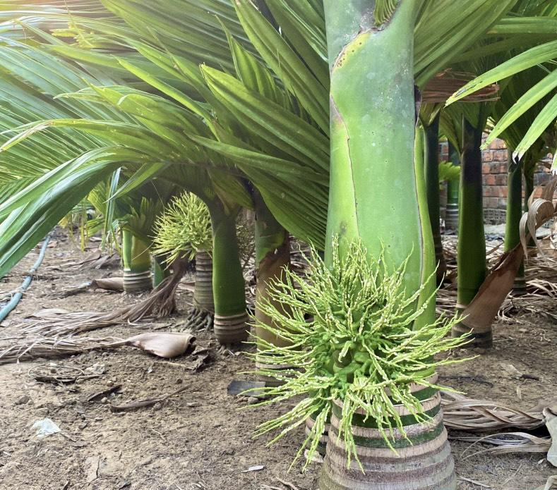 Công dụng của cây cau cảnh lùn - biểu tượng của sự may mắn và thịnh vượng trong phong thủy- Ảnh 7.