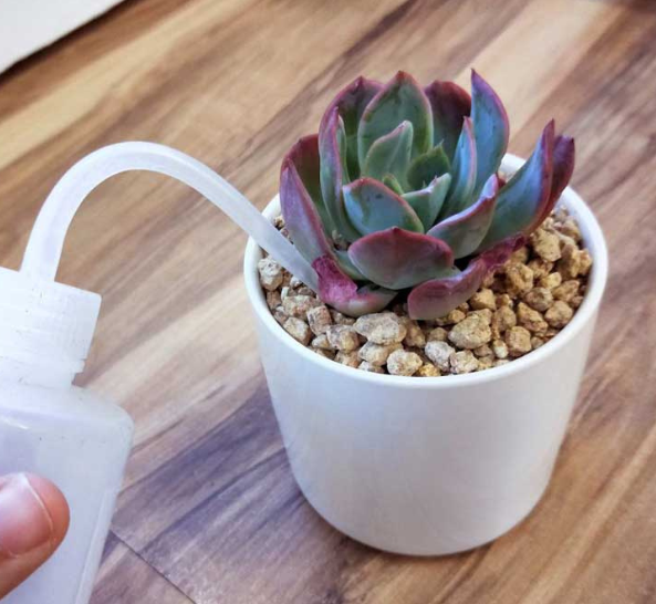 Trồng sen đá luôn tươi tốt, không bị khô héo và chết sau một thời gian nhờ tưới nước theo cách sau- Ảnh 6.