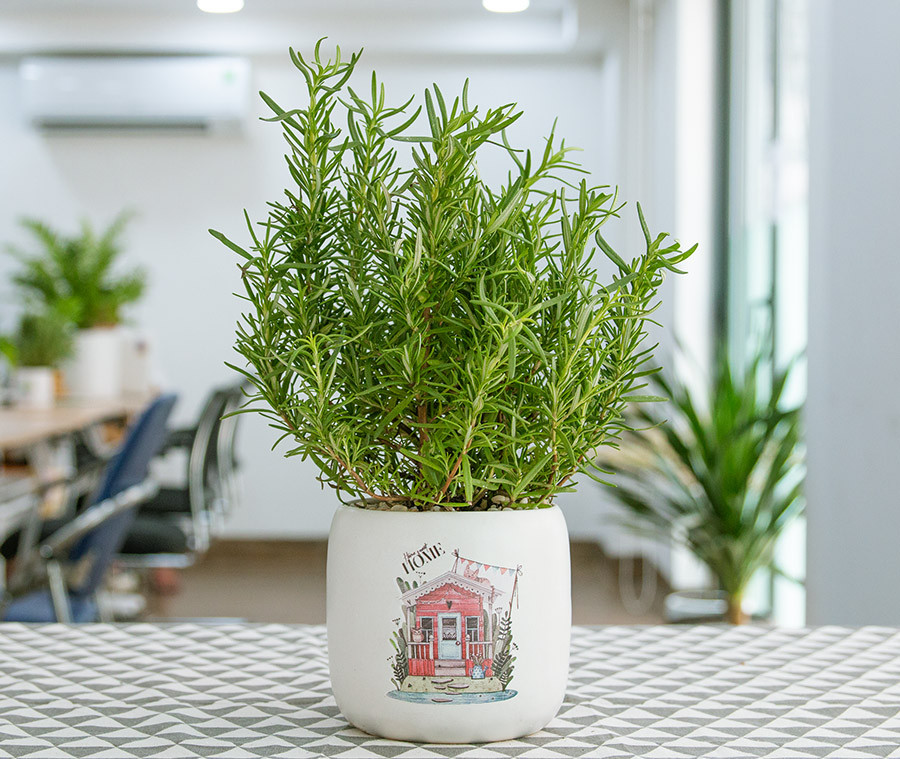 4 loại cây cảnh đặt trong không gian bếp giúp tăng sinh khí, vượng tài lộc- Ảnh 3.