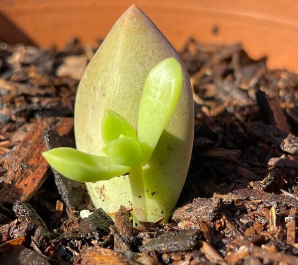 Top những cách nhân giống sen đá đơn giản, đảm bảo cây con phát triển nhanh phủ kín không gian sống- Ảnh 4.