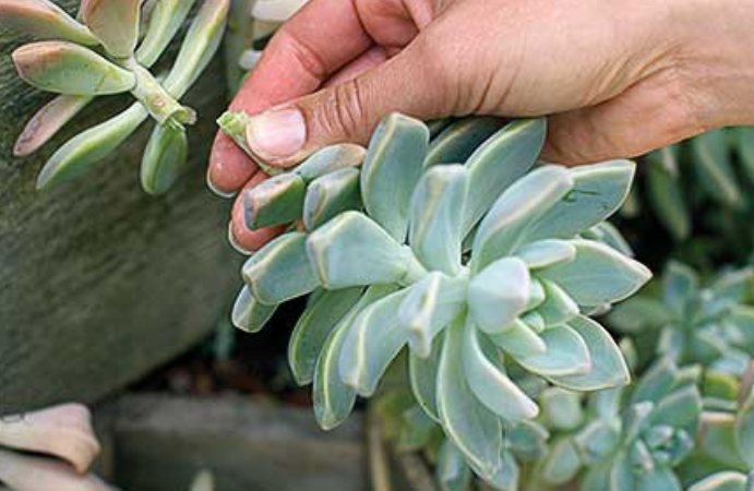 Top những cách nhân giống sen đá đơn giản, đảm bảo cây con phát triển nhanh phủ kín không gian sống- Ảnh 7.