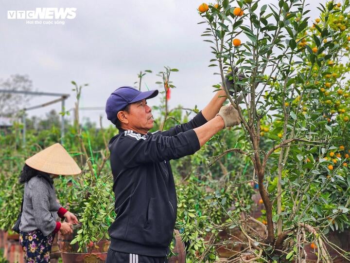 Làng Tứ Liên lại bận rộn với quất héo sau Tết - Ảnh 7.