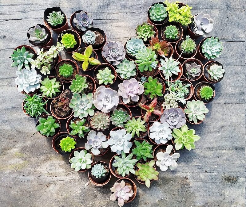 Trồng sen đá thấy lá bỗng ngả vàng và bắt đầu rụng, cần làm ngay việc sau- Ảnh 4.