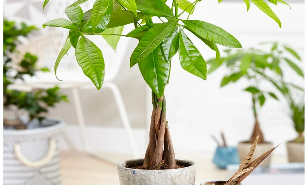 Cách trồng cây kim ngân trong chậu đúng kỹ thuật, công dụng của cây kim ngân đối với sức khỏe- Ảnh 4.