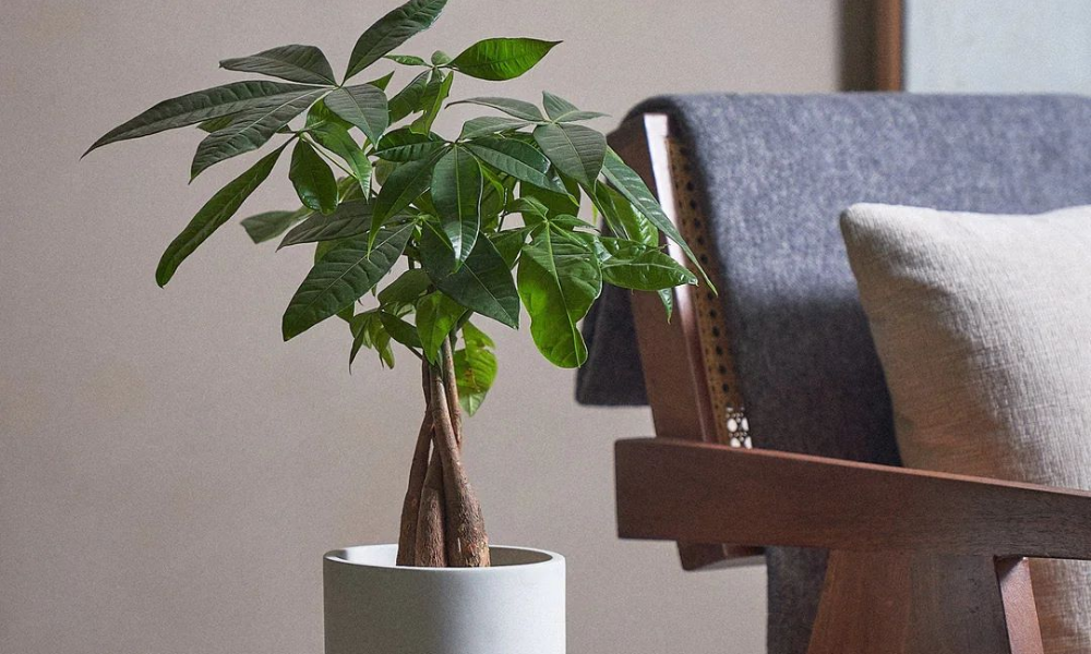 Cách trồng cây kim ngân trong chậu đúng kỹ thuật, công dụng của cây kim ngân đối với sức khỏe- Ảnh 6.