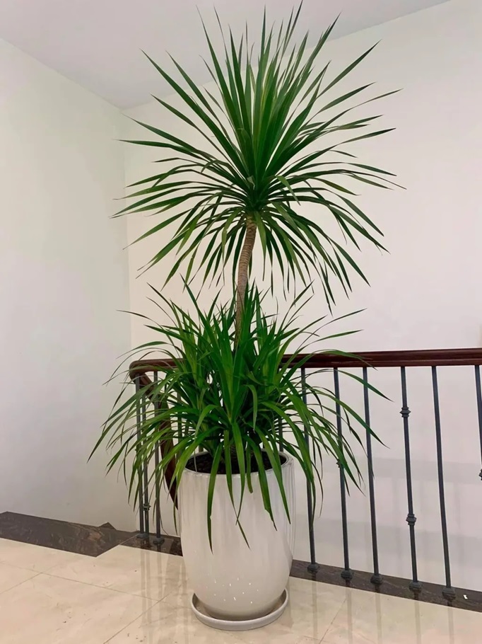 3 cây cảnh ‘vượng tài’ hay được đem tặng tân gia vì trồng trong phòng khách thu hút tài lộc, làm ăn phát đạt- Ảnh 4.