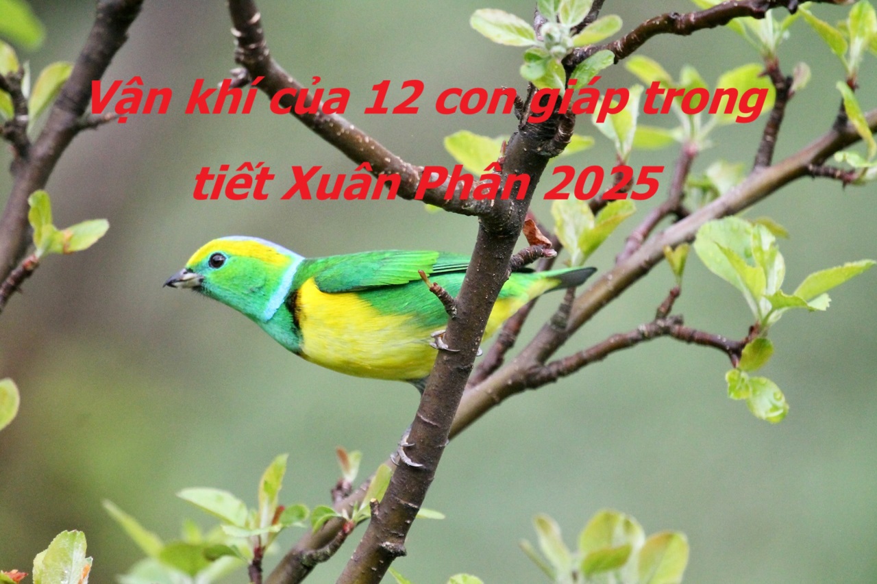 Tiết khí Xuân Phân 2025 tác động mạnh vận khí 12 con giáp, nên biết điều dưới đây để cả năm may mắn, tài lộc - Ảnh 3.