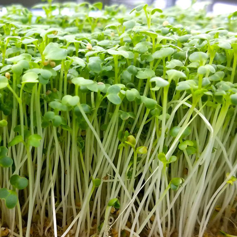 Đây mới là cách trồng rau mầm củ cải trắng ‘siêu dinh dưỡng’ tại nhà- Ảnh 5.