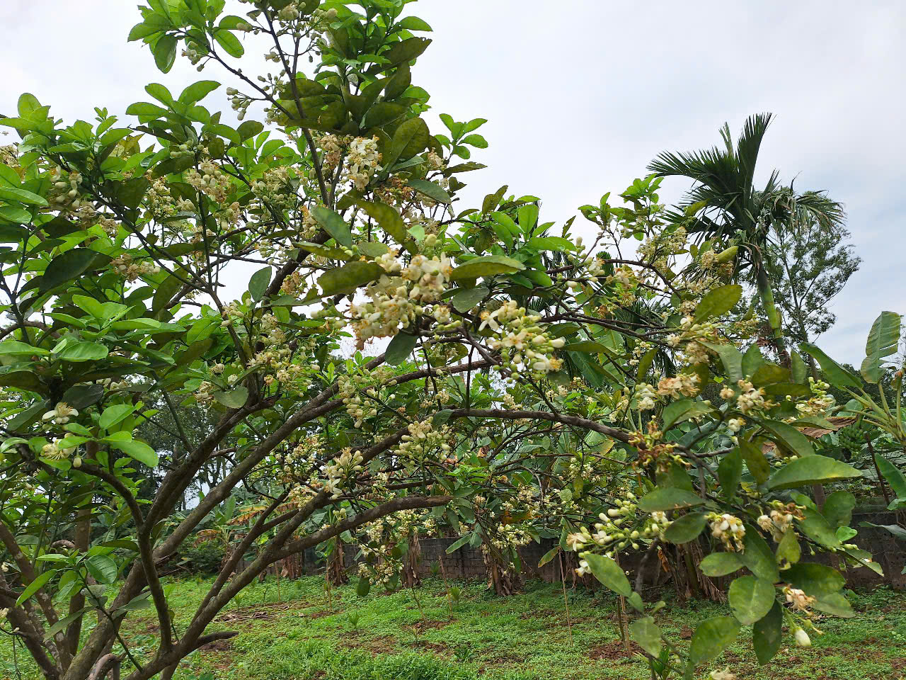 Mãn nhãn những cách cắm hoa bưởi đẹp mê li, thơm phức đầy sinh khí, giúp bạn luôn dồi dào năng lượng và vượng tài lộc- Ảnh 3.