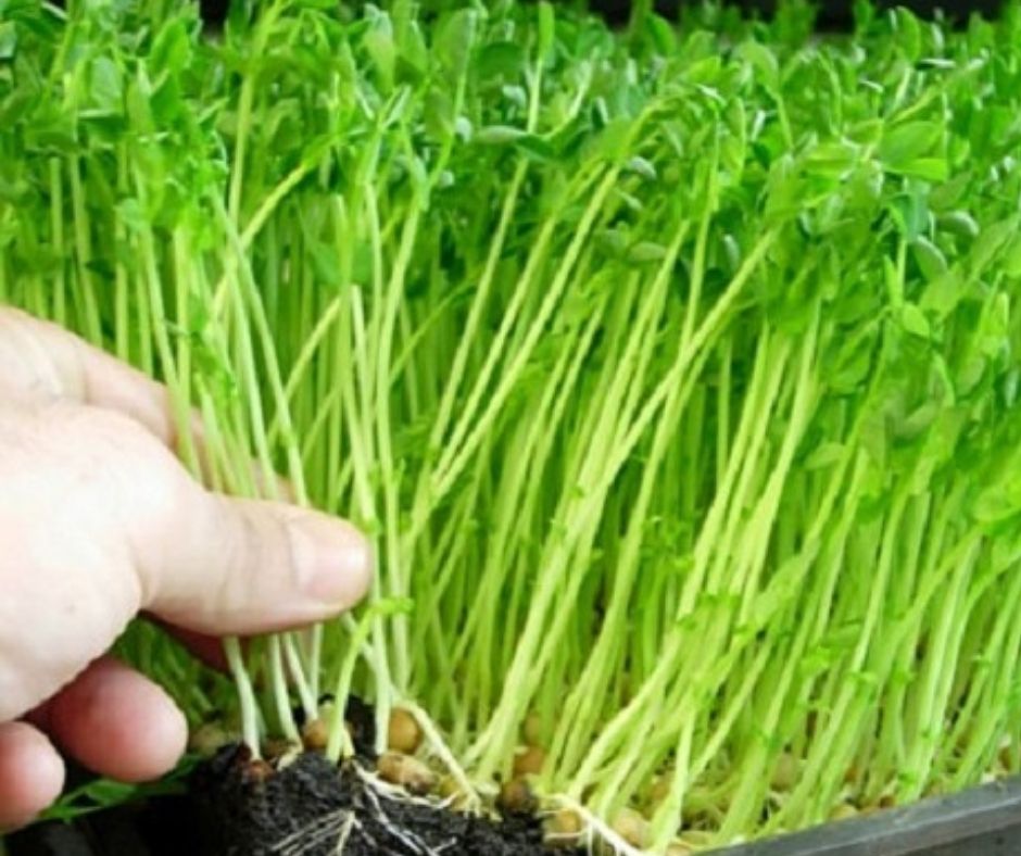 Mẹo trồng rau mầm đậu xanh ăn tốt hơn thuốc bổ- Ảnh 4. Mẹo trồng rau mầm đậu xanh ăn tốt hơn thuốc bổ- Ảnh 4.