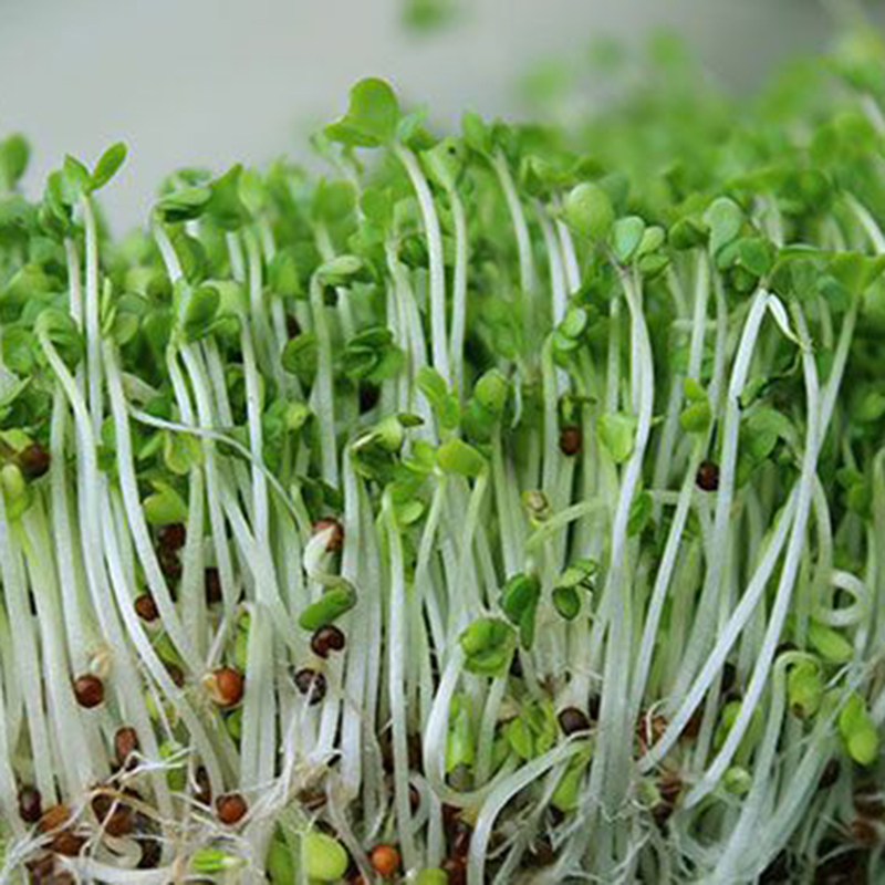 Mẹo trồng rau mầm đậu xanh ăn tốt hơn thuốc bổ- Ảnh 5. Mẹo trồng rau mầm đậu xanh ăn tốt hơn thuốc bổ- Ảnh 5.