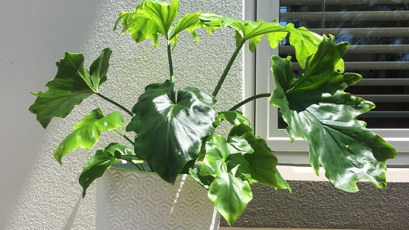 Những loại cây trồng làm quà tặng tân gia, khai trương, sinh nhật mang lại may mắn, tài lộc cho gia chủ- Ảnh 6.