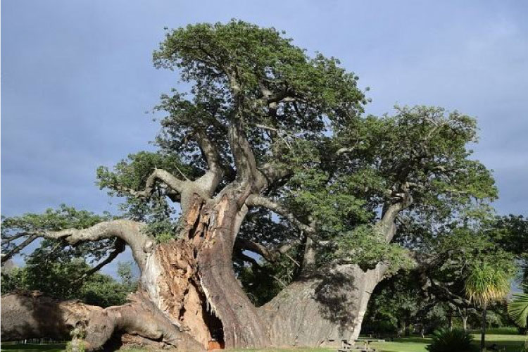 Tuổi Mão nên trồng loại cây phong thủy nào để hóa giải vận xấu trong sự nghiệp- Ảnh 4.