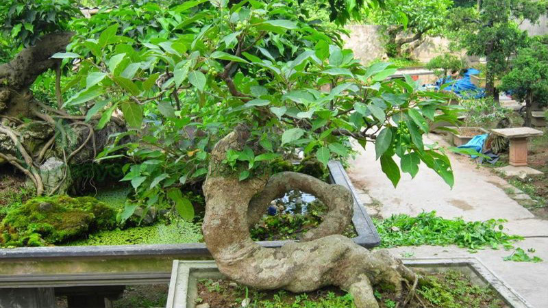 Trồng cây phong thủy trước nhà mang lại những lợi ích bất ngờ về tài vận, sức khỏe và xua đổi tà khí- Ảnh 8.