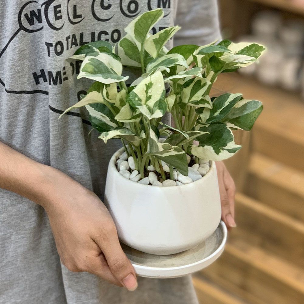 Đây mới là hướng đặt cây trầu bà sữa mang lại tài lộc, may mắn và sự hòa thuận cho gia đình - Ảnh 7.