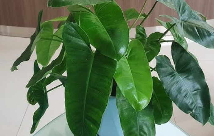 Đây là lý do cây trầu bà tỷ phú đem lại nhiều tài lộc, phú quý cho người mang mệnh sau sở hữu nó - Ảnh 3.