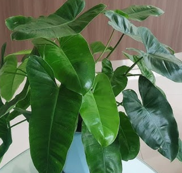 Đây là lý do cây trầu bà tỷ phú đem lại nhiều tài lộc, phú quý cho người mang mệnh sau sở hữu nó - Ảnh 5.