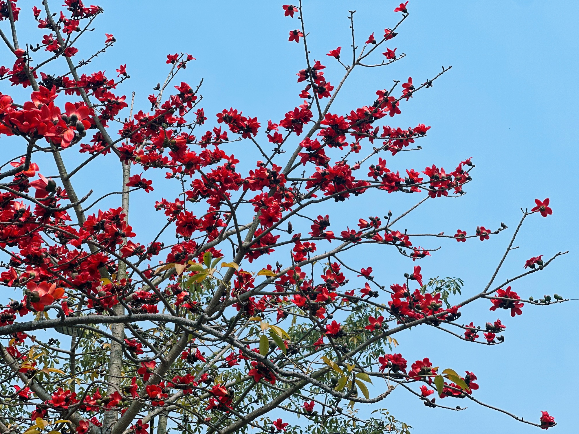Bản giao hưởng tháng Ba - khi Hà Nội 'cất lời' bằng sắc hoa - Ảnh 14.