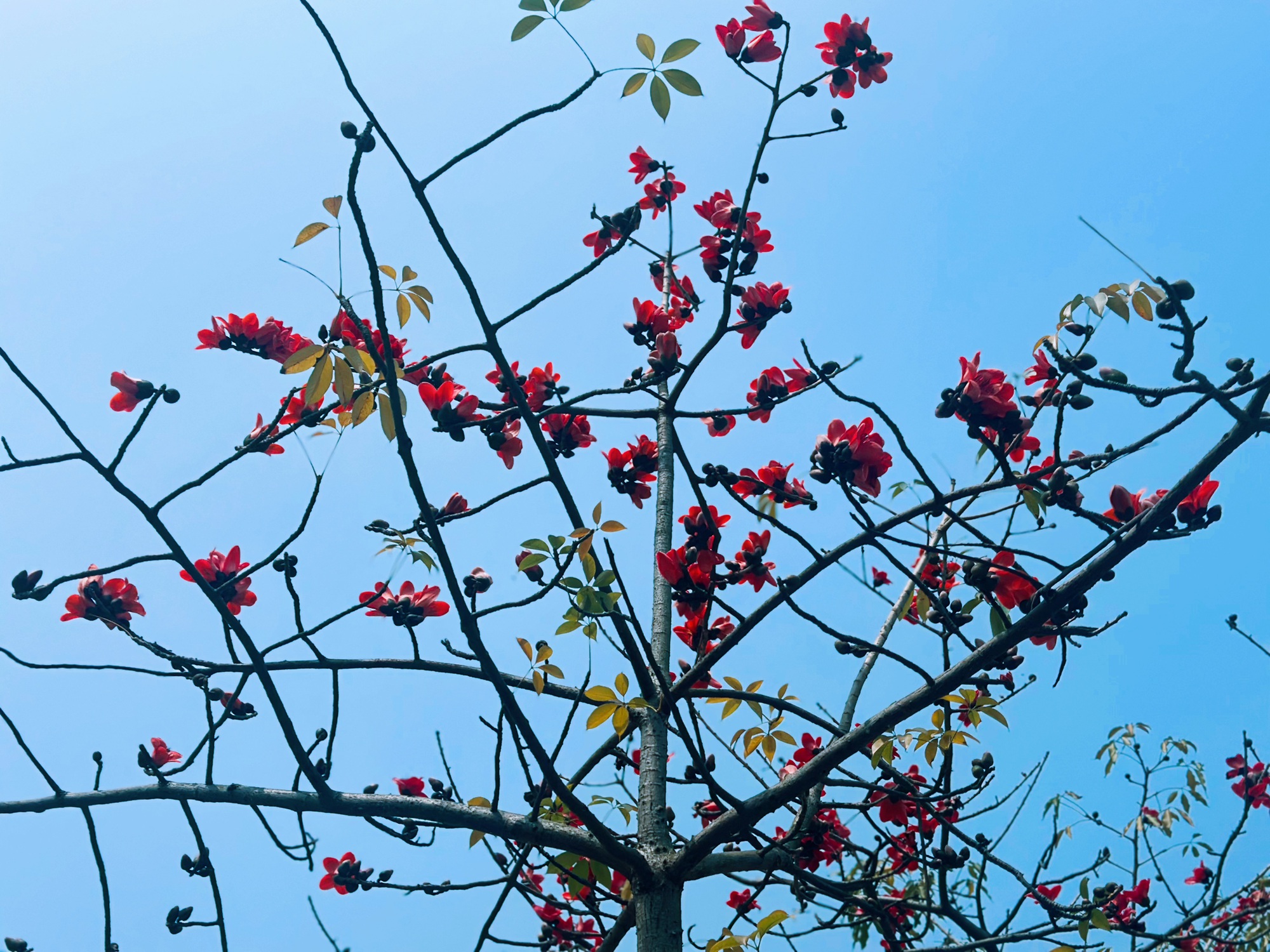 Bản giao hưởng tháng Ba - khi Hà Nội 'cất lời' bằng sắc hoa - Ảnh 15.