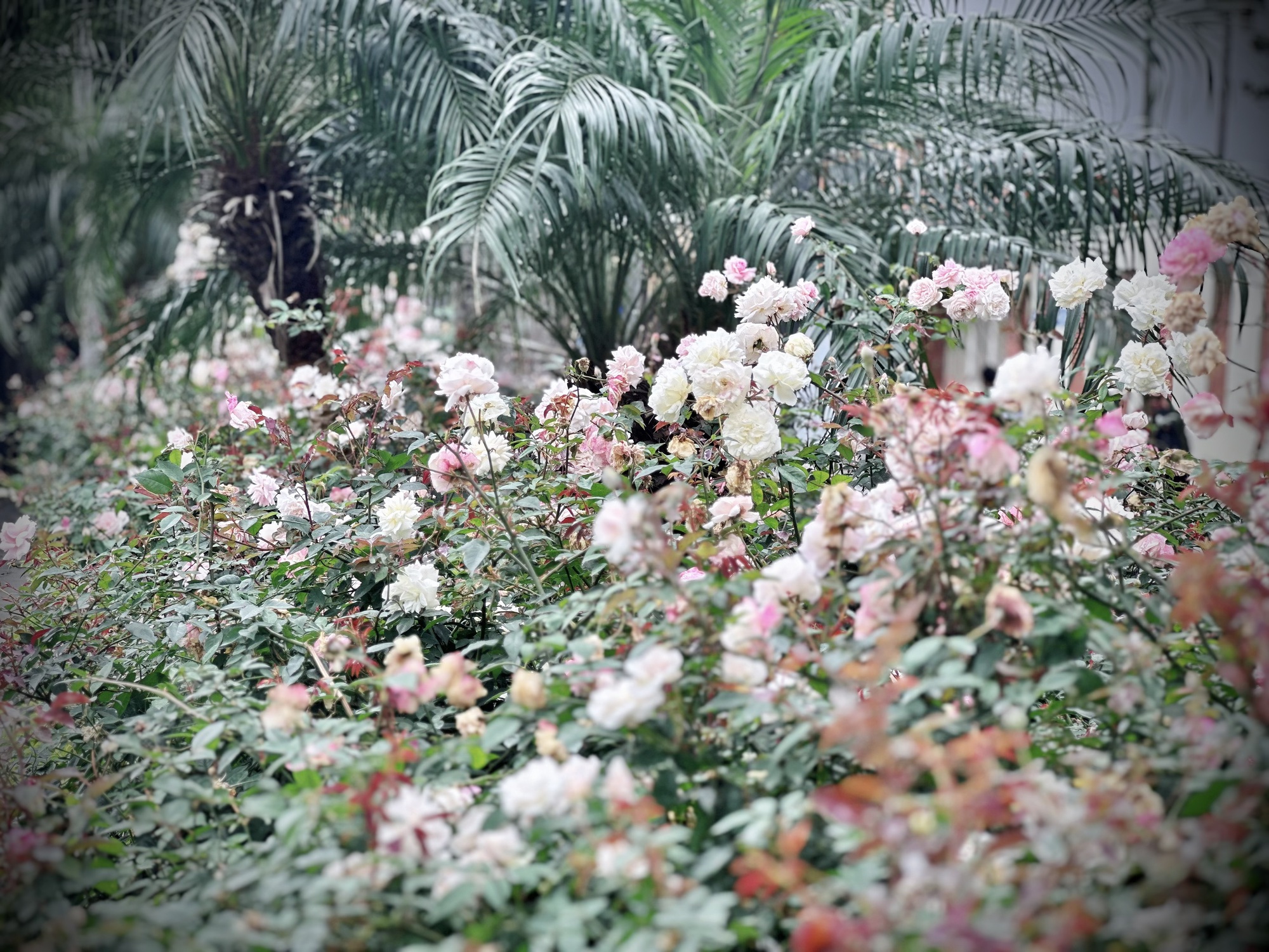 Bản giao hưởng tháng Ba - khi Hà Nội 'cất lời' bằng sắc hoa - Ảnh 5.