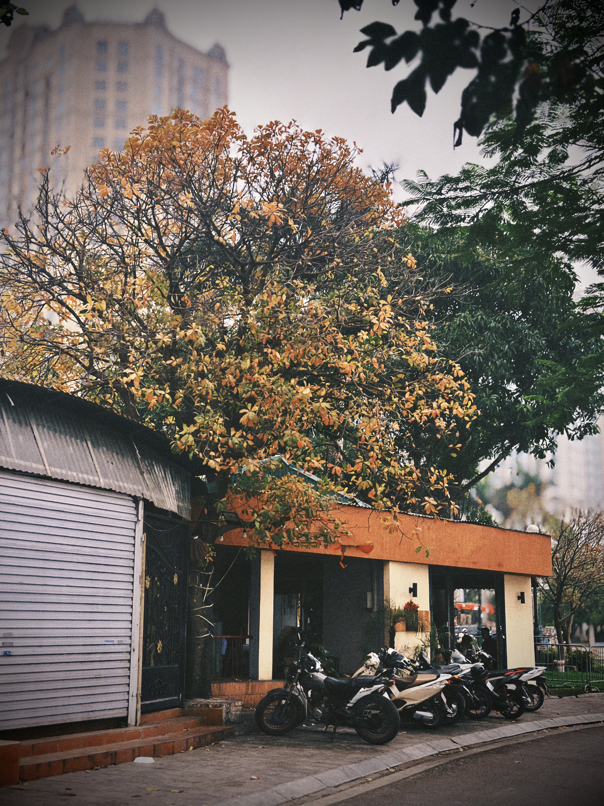 Bản giao hưởng tháng Ba - khi Hà Nội 'cất lời' bằng sắc hoa - Ảnh 8.