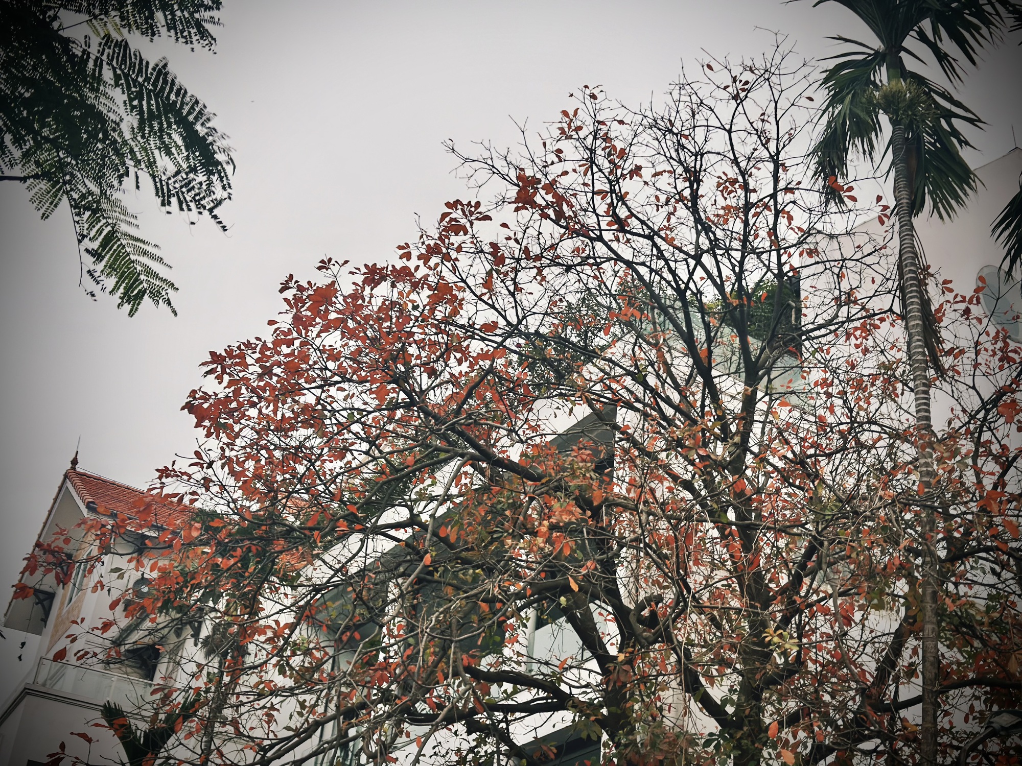 Bản giao hưởng tháng Ba - khi Hà Nội 'cất lời' bằng sắc hoa - Ảnh 9.