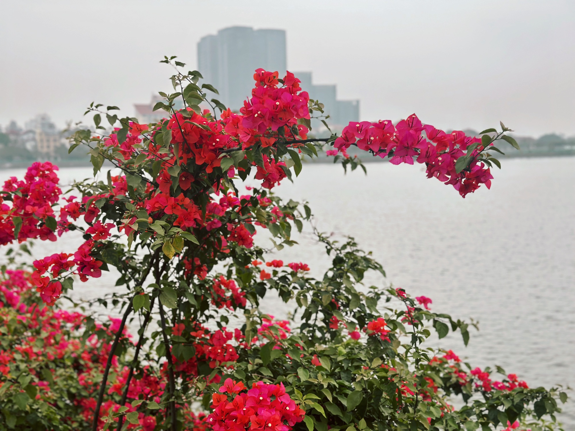 Bản giao hưởng tháng Ba - khi Hà Nội 'cất lời' bằng sắc hoa - Ảnh 3.