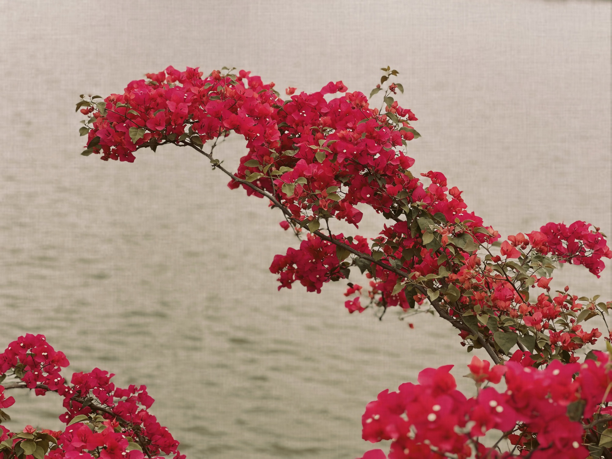 Bản giao hưởng tháng Ba - khi Hà Nội 'cất lời' bằng sắc hoa - Ảnh 4.