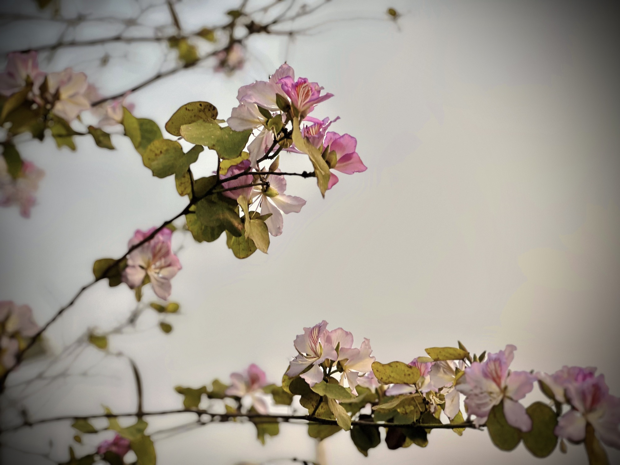 Bản giao hưởng tháng Ba - khi Hà Nội 'cất lời' bằng sắc hoa - Ảnh 12.