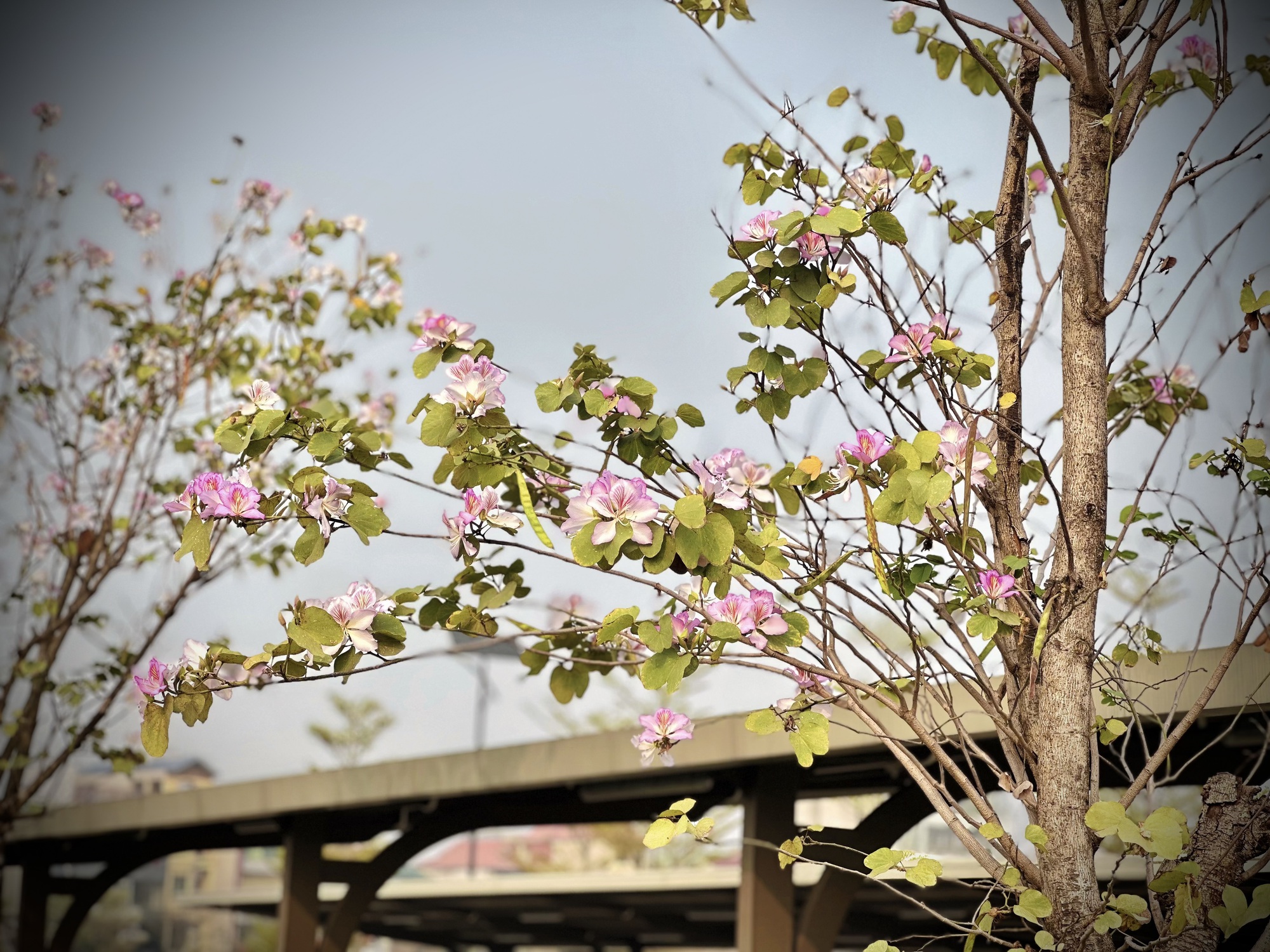 Bản giao hưởng tháng Ba - khi Hà Nội 'cất lời' bằng sắc hoa - Ảnh 13.