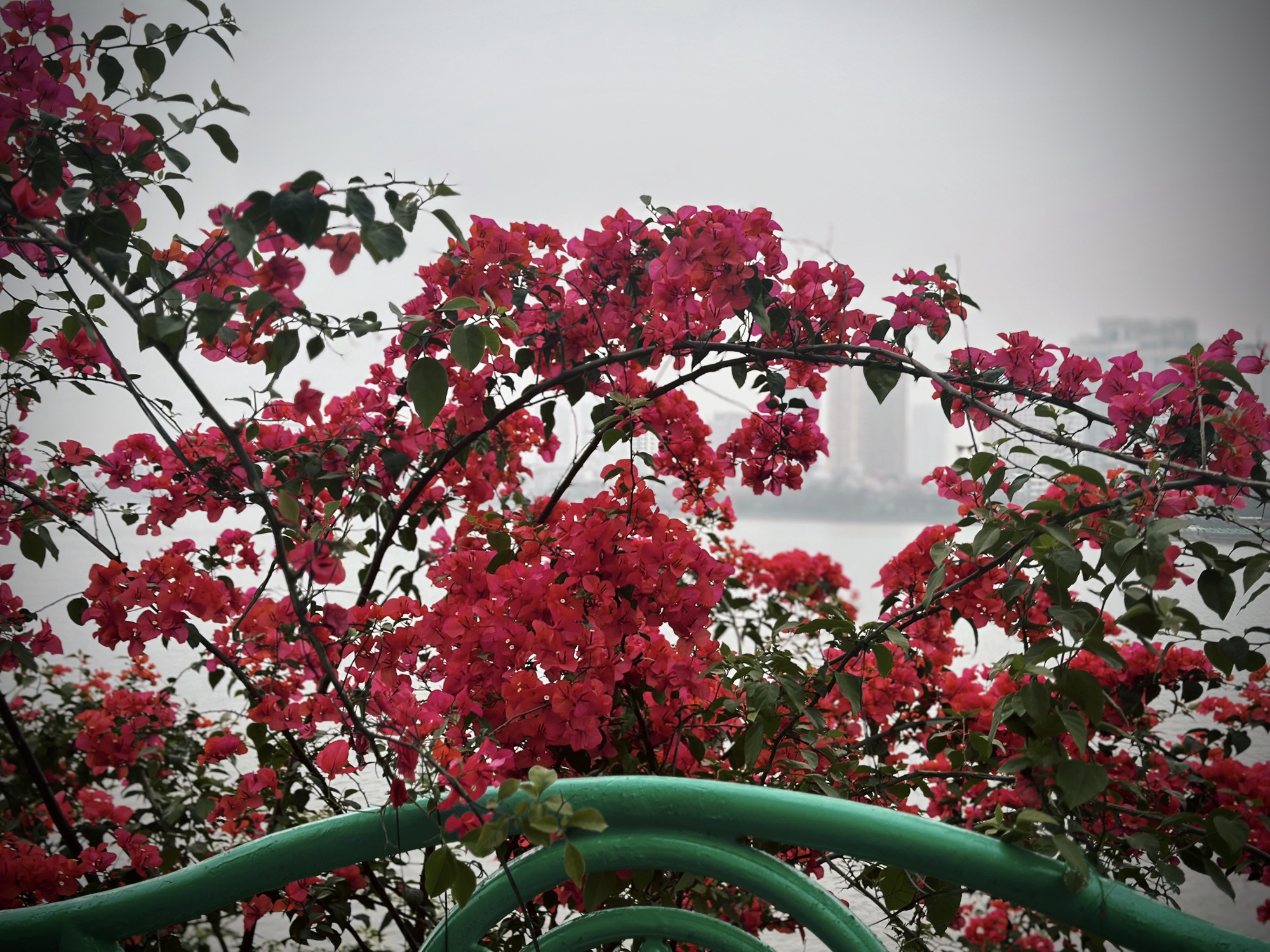 Bản giao hưởng tháng Ba - khi Hà Nội 'cất lời' bằng sắc hoa - Ảnh 2.