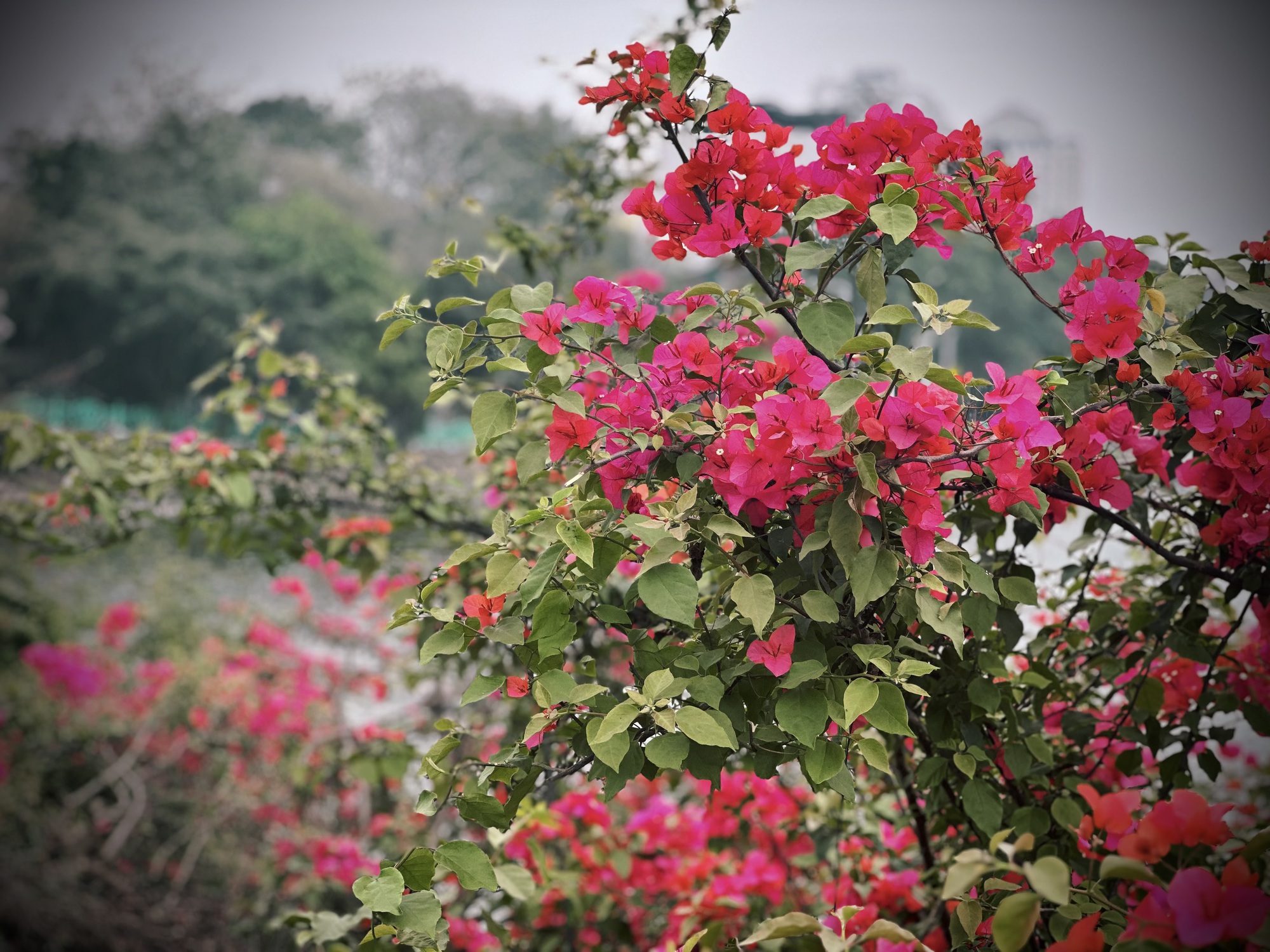 Bản giao hưởng tháng Ba - khi Hà Nội 'cất lời' bằng sắc hoa - Ảnh 1.