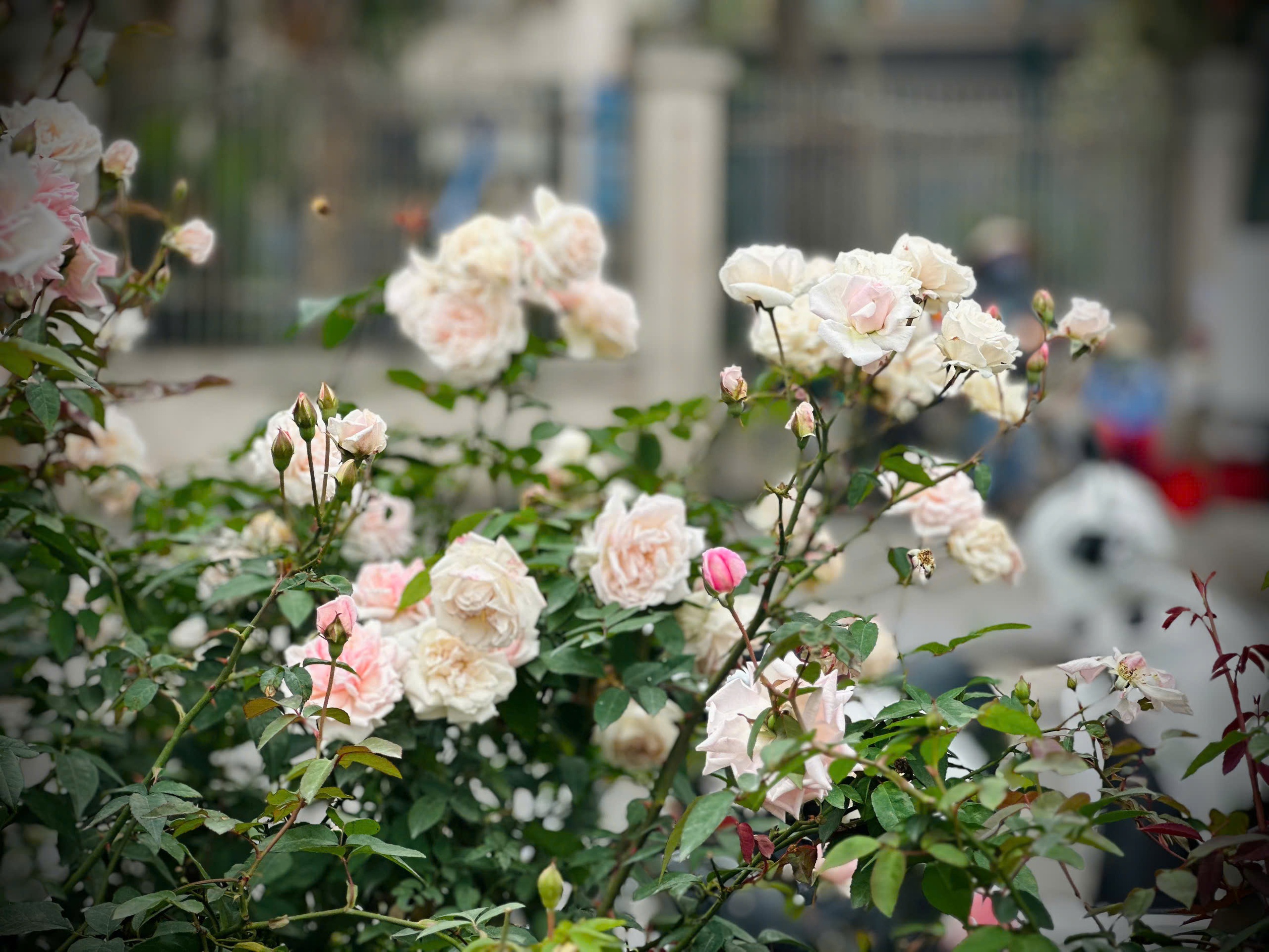 Bản giao hưởng tháng Ba - khi Hà Nội 'cất lời' bằng sắc hoa - Ảnh 6.