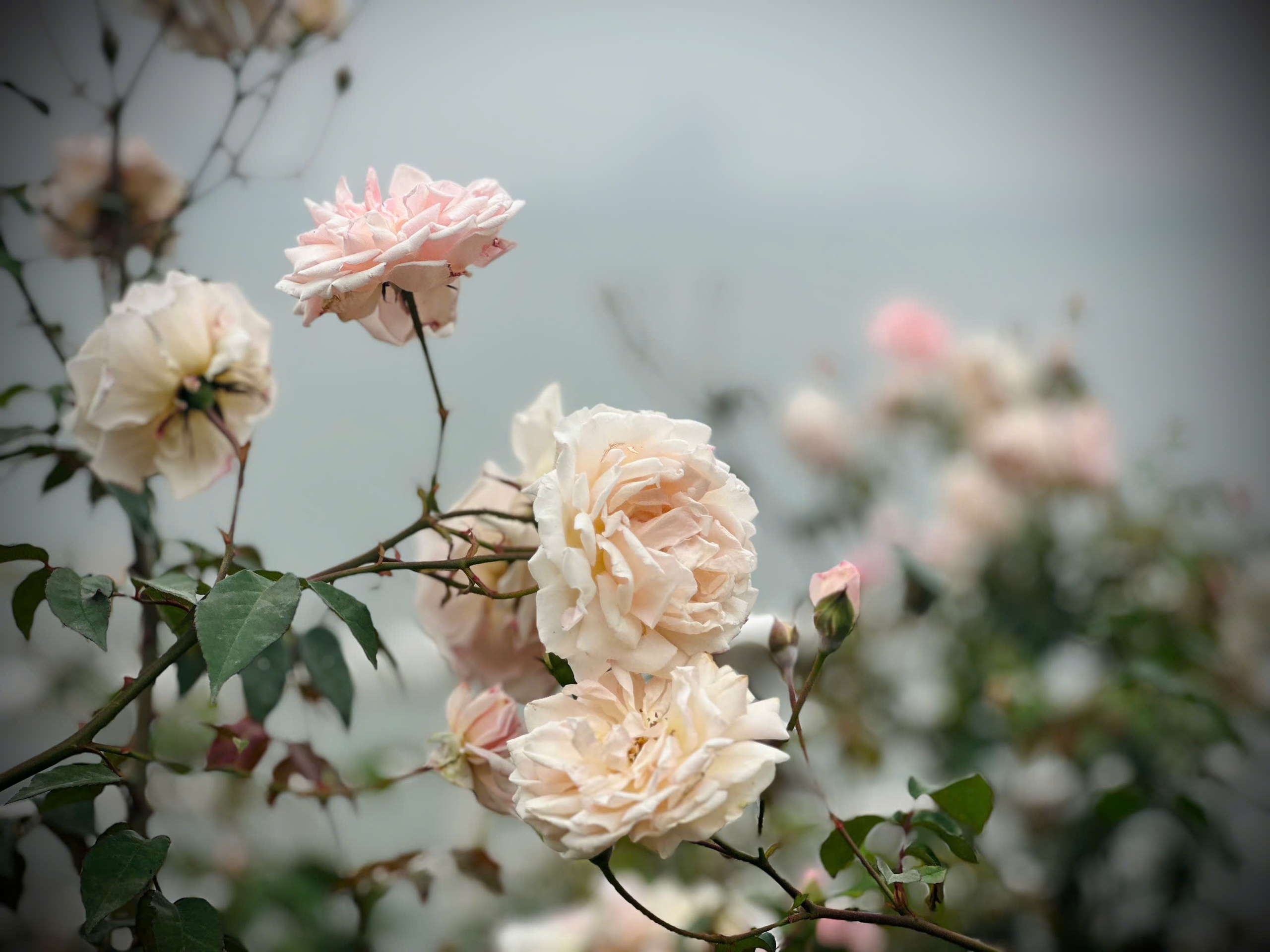 Bản giao hưởng tháng Ba - khi Hà Nội 'cất lời' bằng sắc hoa - Ảnh 7.