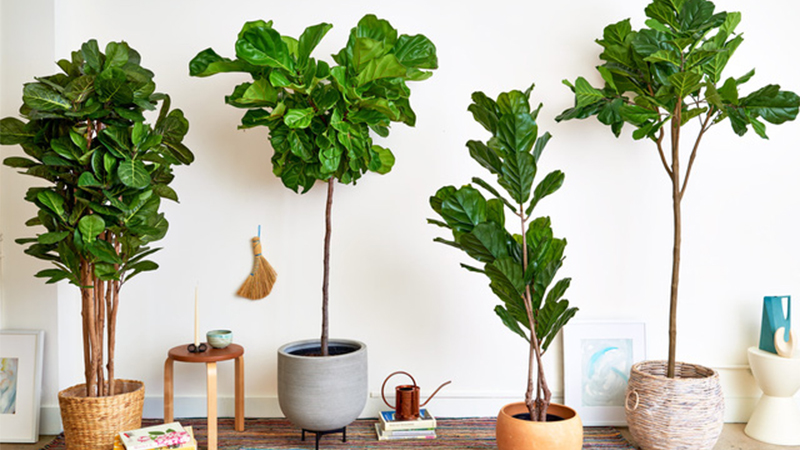 Đây mới là vị trí chuẩn phong thủy cho những người mệnh Mộc để cây cảnh hút tài lộc, rước bình an- Ảnh 7.