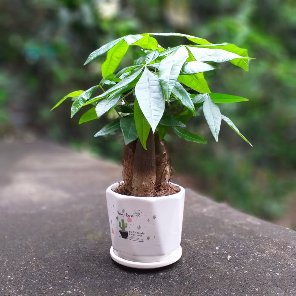 Đây mới là vị trí chuẩn phong thủy cho những người mệnh Mộc để cây cảnh hút tài lộc, rước bình an- Ảnh 5.