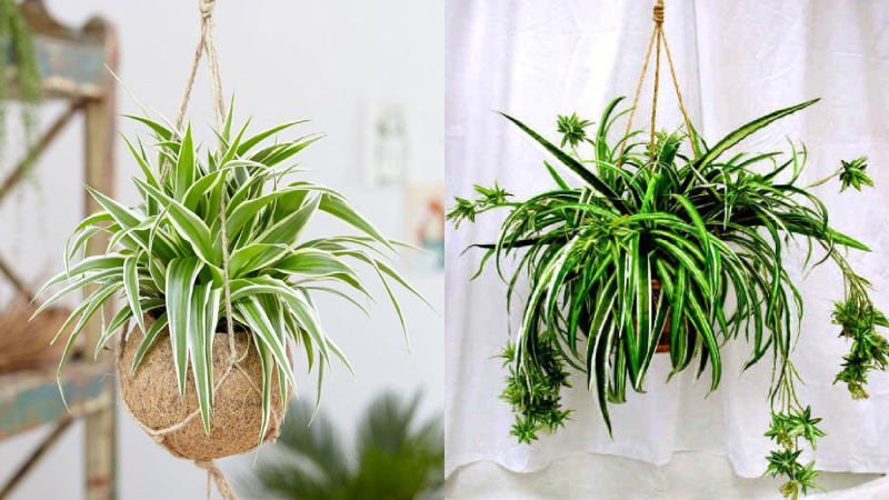 Người mệnh này nếu trồng cây lan chi sẽ tăng tài lộc tăng, sự nghiệp thăng tiến - Ảnh 7. Người mệnh này nếu trồng cây lan chi sẽ tăng tài lộc tăng, sự nghiệp thăng tiến - Ảnh 7.