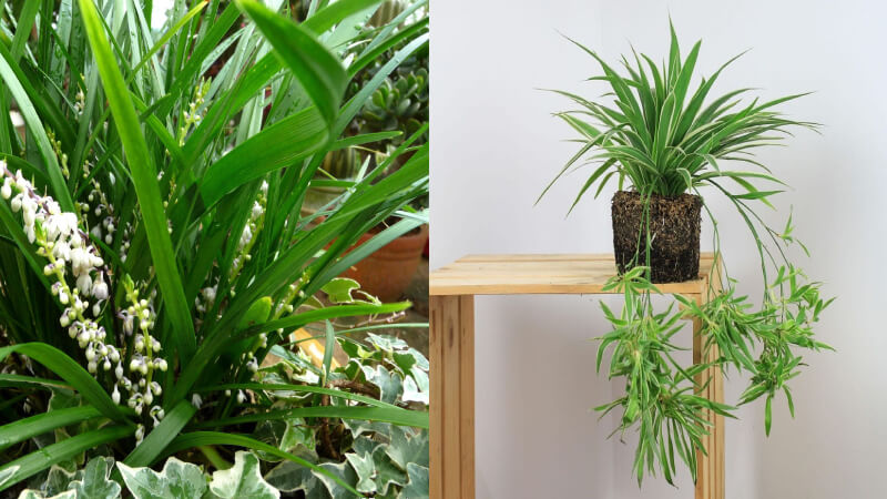 Người mệnh này nếu trồng cây lan chi sẽ tăng tài lộc tăng, sự nghiệp thăng tiến - Ảnh 8. Người mệnh này nếu trồng cây lan chi sẽ tăng tài lộc tăng, sự nghiệp thăng tiến - Ảnh 8.