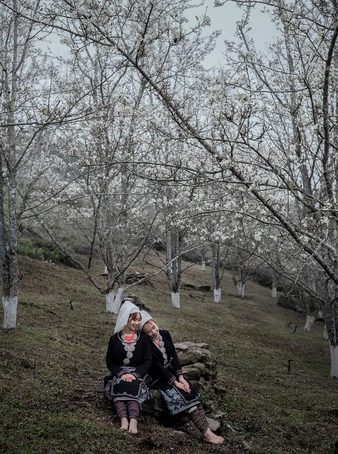 Sắp tới, người dân trên cả nước sẽ được chiêm ngưỡng tuyến đường hoa lê bung nở trắng trời - Ảnh 2. Sắp tới, người dân trên cả nước sẽ được chiêm ngưỡng tuyến đường hoa lê bung nở trắng trời - Ảnh 2.