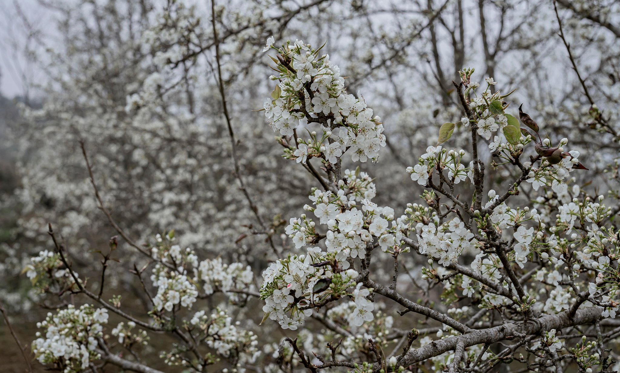 Sắp tới, người dân trên cả nước sẽ được chiêm ngưỡng tuyến đường hoa lê bung nở trắng trời - Ảnh 1. Sắp tới, người dân trên cả nước sẽ được chiêm ngưỡng tuyến đường hoa lê bung nở trắng trời - Ảnh 1.