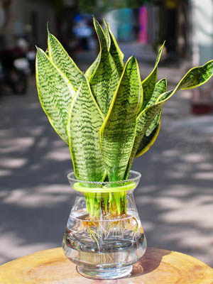 Những cây cảnh này chuẩn phong thủy cho những người tuổi Mùi phát tài, hút lộc, gia đạo yên vui- Ảnh 8. Những cây cảnh này chuẩn phong thủy cho những người tuổi Mùi phát tài, hút lộc, gia đạo yên vui- Ảnh 8.