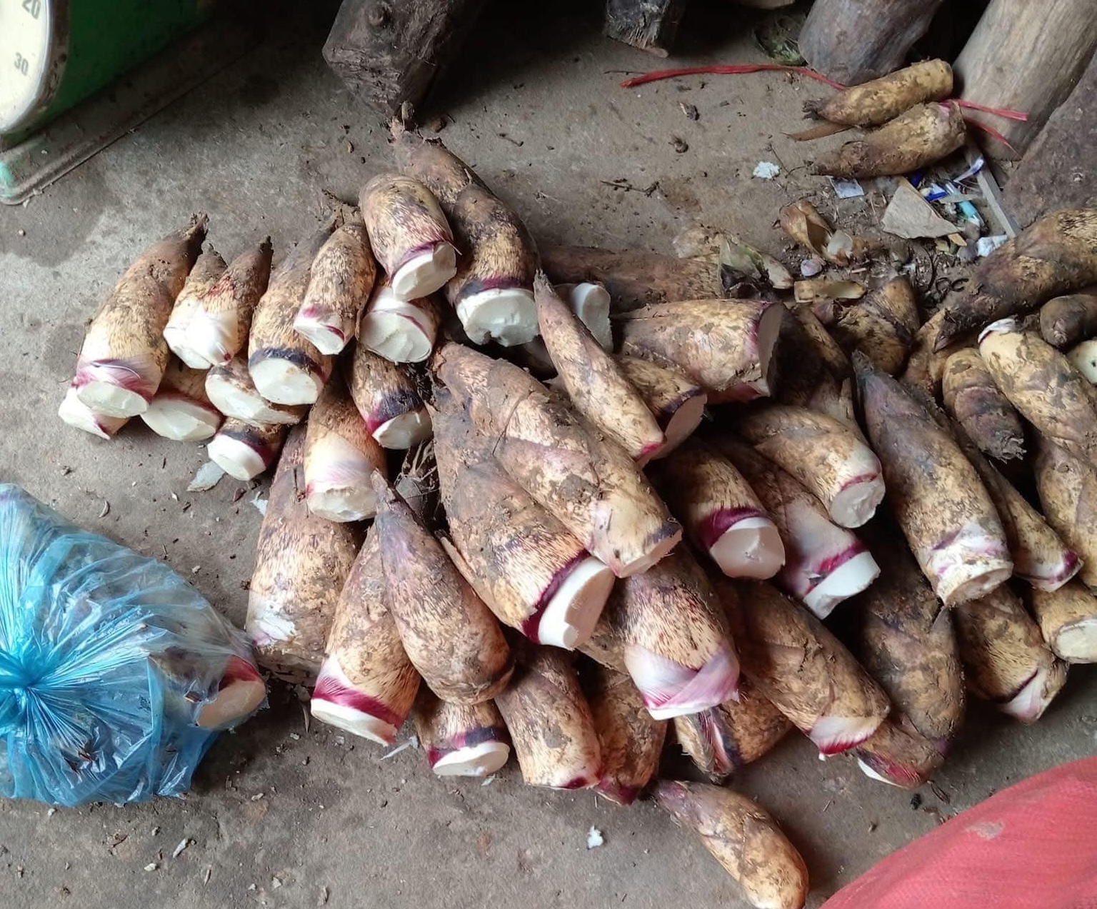 Măng vầu đang gây sốt, giá đắt đỏ nhưng giá nhập chỉ từ 10.000 đồng/kg - Ảnh 2.