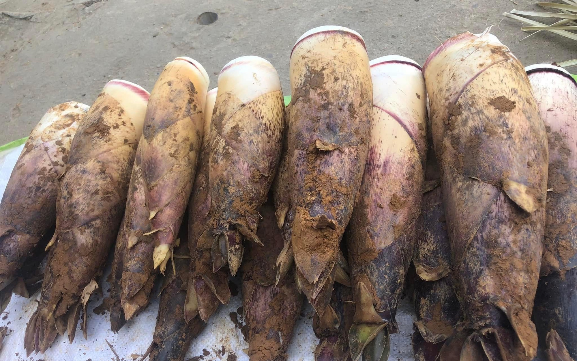 Măng vầu đang gây sốt, giá đắt đỏ nhưng giá nhập chỉ từ 10.000 đồng/kg