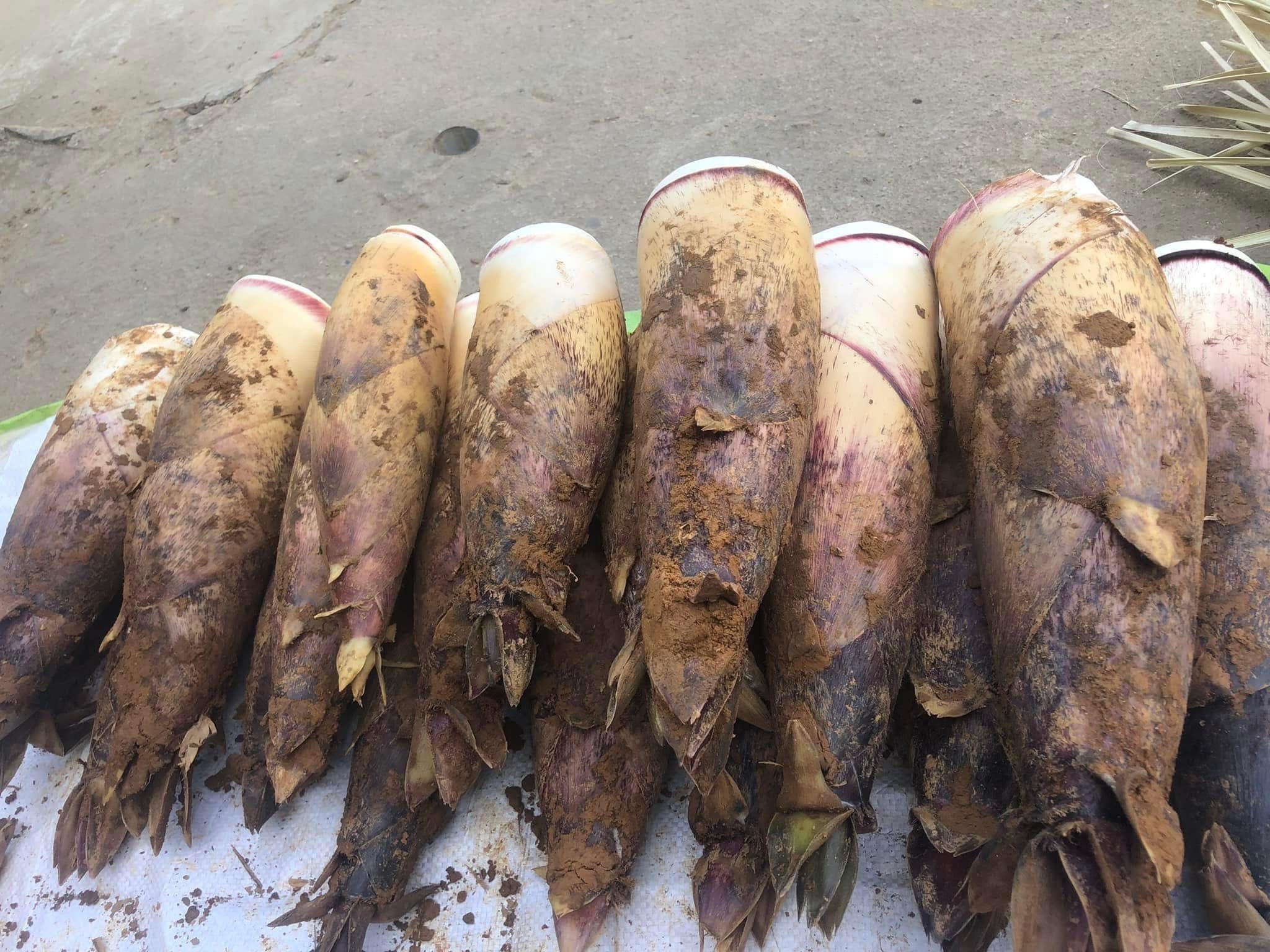 Măng vầu đang gây sốt, giá đắt đỏ nhưng giá nhập chỉ từ 10.000 đồng/kg - Ảnh 3.