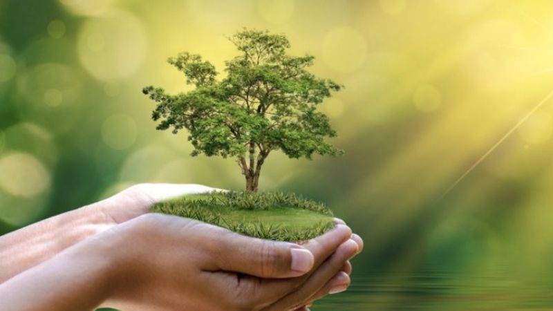 Đây mới là vị trí chuẩn phong thủy cho những người mệnh Mộc để cây cảnh hút tài lộc, rước bình an- Ảnh 8.