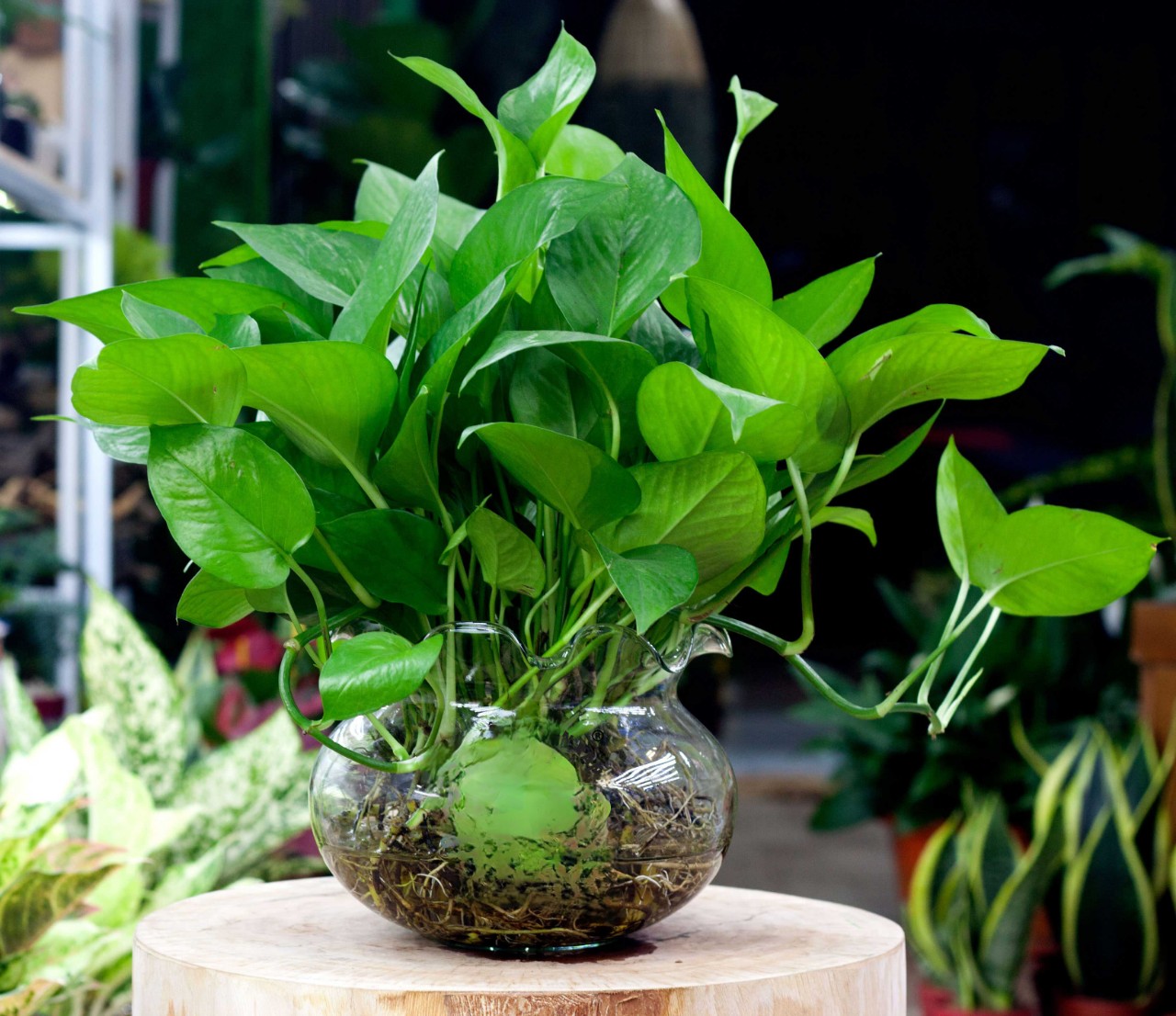 Đây mới là vị trí chuẩn phong thủy cho những người mệnh Mộc để cây cảnh hút tài lộc, rước bình an- Ảnh 6.